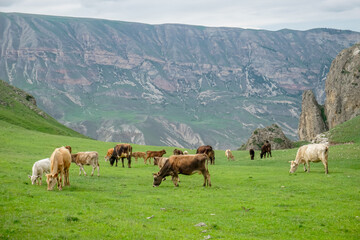 Naklejka na ściany i meble Cows graze in a meadow in Dagestan