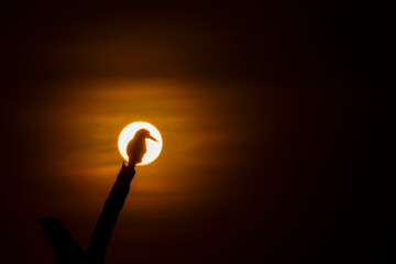 A bird sitting on a branch during a gorgeous winter sunset in Keoladeo National Park in Bharatpur city