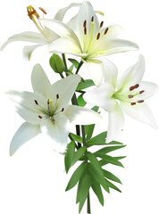 Fototapeta na wymiar pure white lilly with four fine blooms