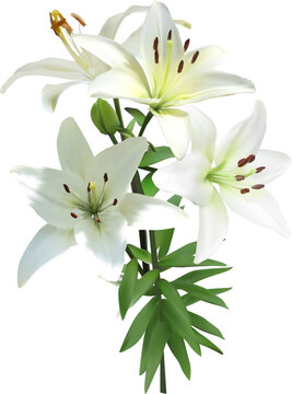 Pure White Lilly With Four Fine Blooms