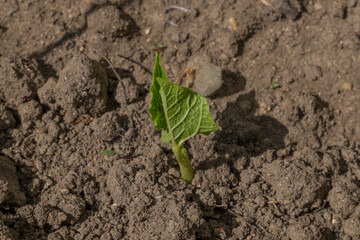 Bean sprout in the garden