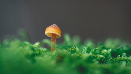 Tiny one mushroom Flammulina velutipes known as Enokitake, Golden Needle mushroom, Lily mushroom, seafood mushrooms in green moss macro