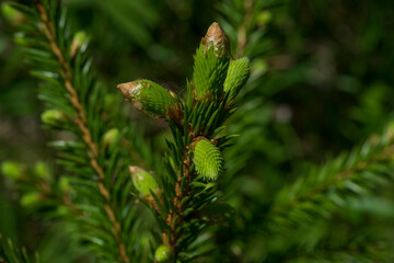 Young spruce in the forest close-up