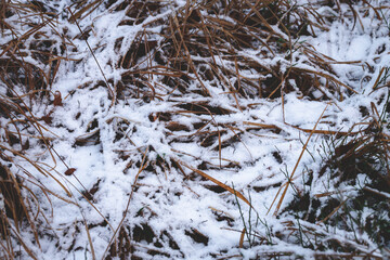 snow covered dry yellow grass, natural background, winter pattern