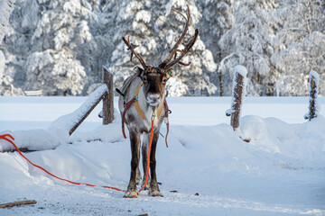Ein Rentier in traditionellen Geschirr von vorn in Finnland Lappland