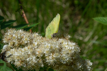 Butterfly (Gonepteryx rhamni) on a rowan flower