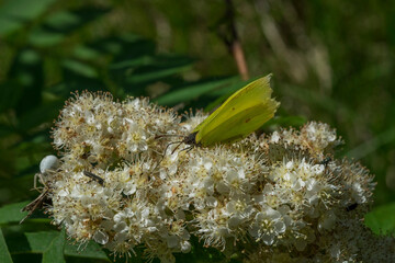 White spider (Misumena vatia) and butterfly (Gonepteryx rhamni) on a rowan flower