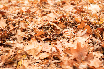 autumn orange leaves on the grass outdoors