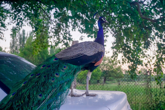 A beautiful peacock stands on a car