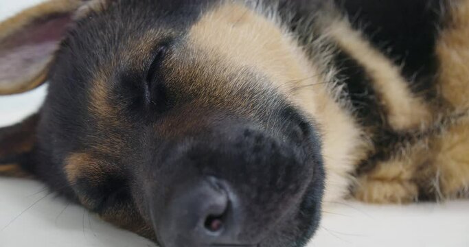 Close up small german shepherd with black nose and brown stripes on body sleeping under anesthesia after examination in veterinary doctor. Concept of dog sleeping on white table.