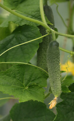 Growing cucumbers in a greenhouse.