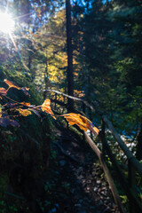 Naklejka premium Panorama and details of the Slizza ravine in Autumn. Tarvisio.