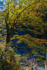 Panorama and details of the Slizza ravine in Autumn. Tarvisio.