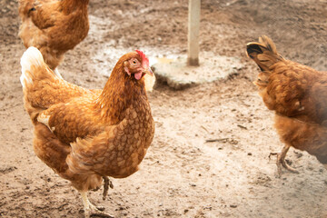 chicken