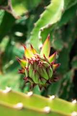 red and yellow flower