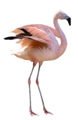 Foto op Canvas isolated on white fine pink standing flamingo © Alexander Potapov