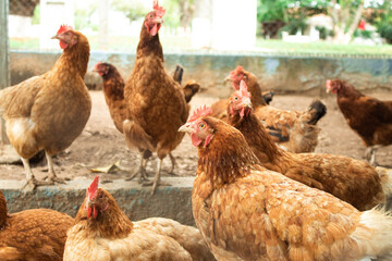 chickens
