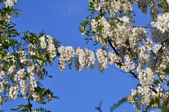White acacia (Robinia pseudoacacia) blooms in nature