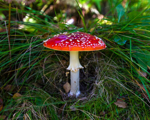 Fly Agaric or Amanita Muscaria Toadstool