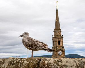 Tolbooth Steeple Viewed from Inverness Castle in Scotland, UK.
