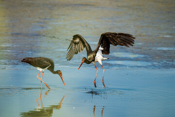 Black Stork on a lake in an early autumn morning near Dor Beach, Israel.