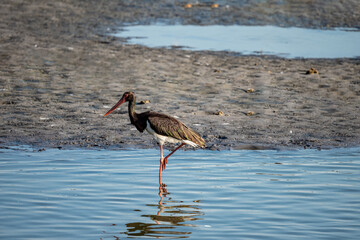 Black Stork on a lake in an early autumn morning near Dor Beach, Israel.	