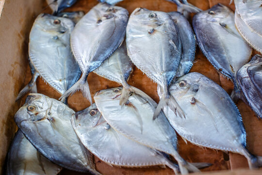 Dry Fish,dried Silver Belly Fish Or Kerala Pony Fish Arranged Beautifully In Rows, In The Market