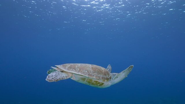 Seascape with Green Sea Turtle in the coral reef of the Caribbean Sea, Curacao