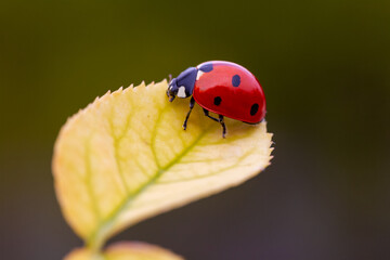 Ladybug on the leaf in the garden