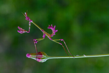 A closeup of the Empusa fasciata on a flower