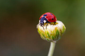 ladybug sitting on white flower.