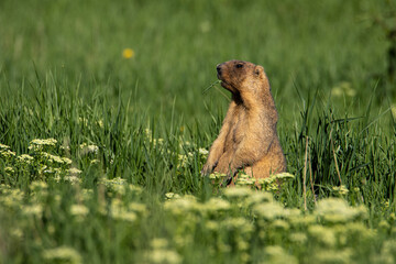 The groundhog screams through the grass. Beautiful shot of marmota bobak. Groundhog Day.