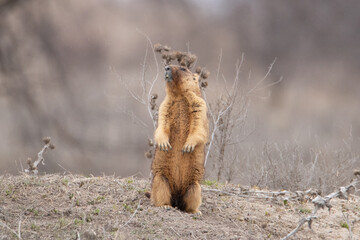 Growth portrait of a groundhog. Marmota bobak stands on his hind legs and looks into the camera....