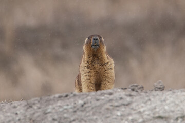 The Groundhog stands on its hind legs near the burrow and looks into the camera. Two teeth protrude from the front.