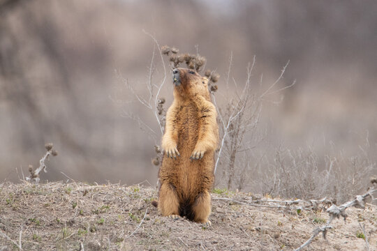 Growth portrait of a groundhog. Marmota bobak stands on his hind legs and looks into the camera. Groundhog Day
