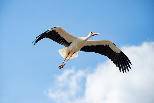 Storch &uuml;ber Raisting am Ammersee.