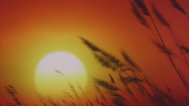Grasses, reeds, gently moving in the wind against a big yellow sun at sunset, or sunrise.