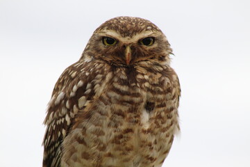 Fototapeta premium great horned owl