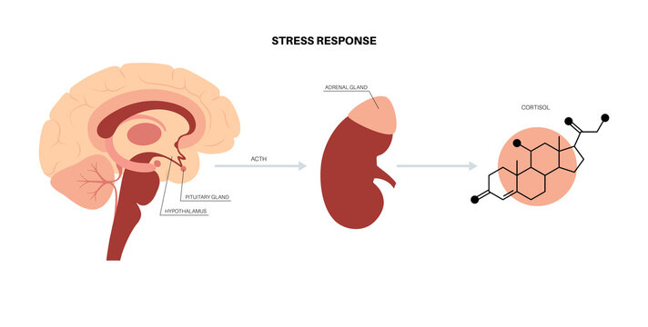 Stress responce system