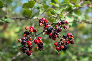 Wild forest berries. Day. Georgia. Sunny