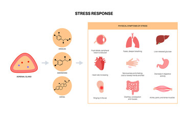 Stress responce system