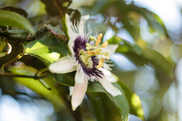 bee on a flower