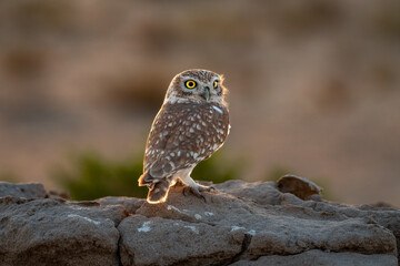 little owl with back light