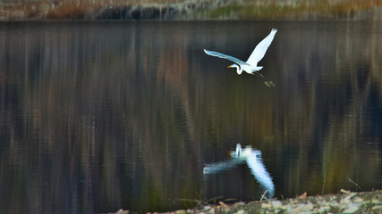 Great egret