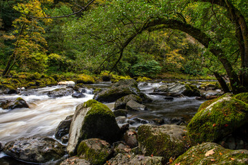 Obraz premium River Braan at the Hermitage in Scotland, UK