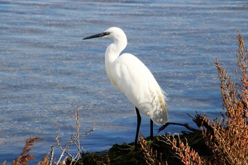 Obraz premium Egret, White Egret, Garça branca