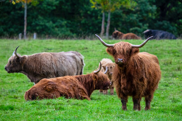 Highland Cows in Scotland, UK