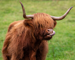 Highland Cow in Scotland, UK - obrazy, fototapety, plakaty