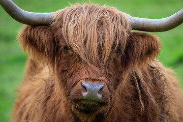 Highland Cow in Scotland, UK - obrazy, fototapety, plakaty
