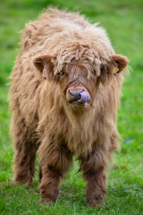 Fototapeta premium Highland Cattle Calf in Scotland, UK